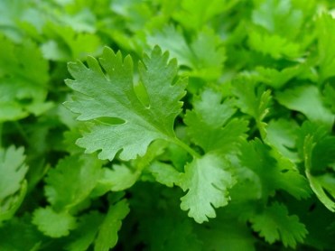 parsley-741996_1280