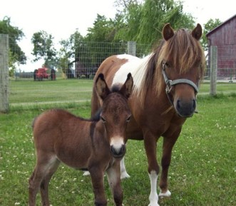 mini-horse
